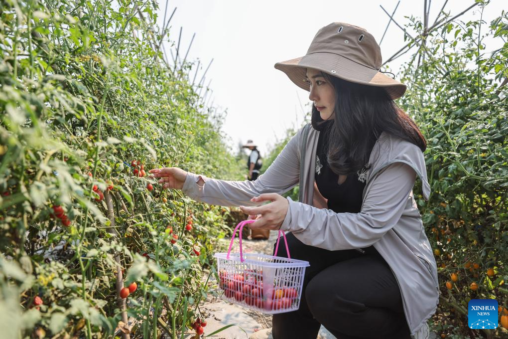 POTRET: Festival Memetik Tomat Ceri di Hainan-Image-2