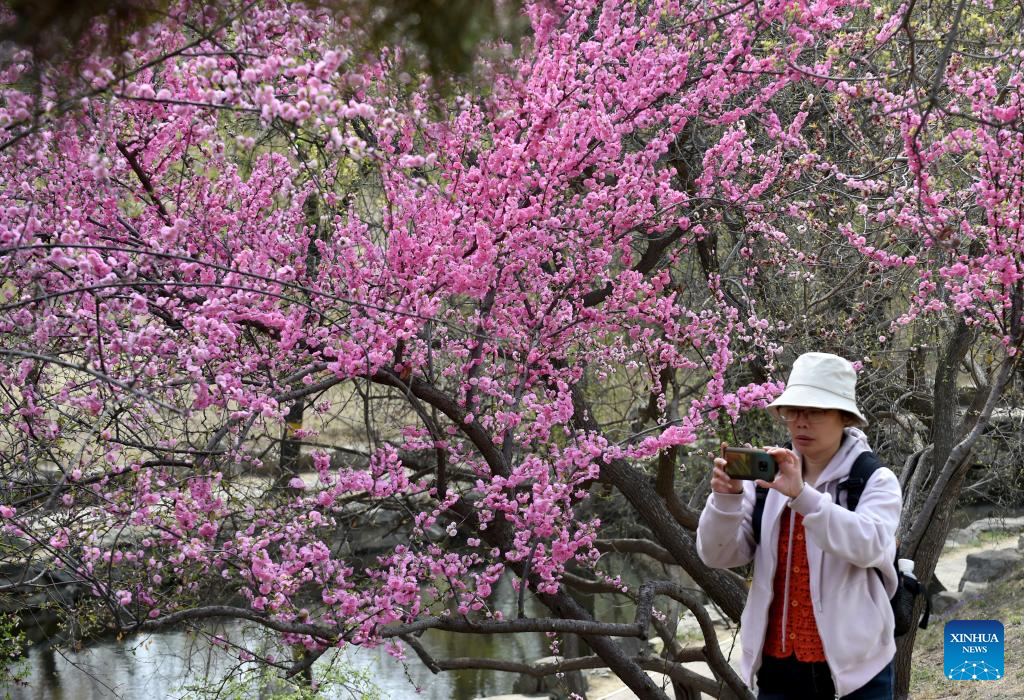 POTRET: Wisatawan kunjungi Taman Yuanmingyuan di Beijing-Image-1