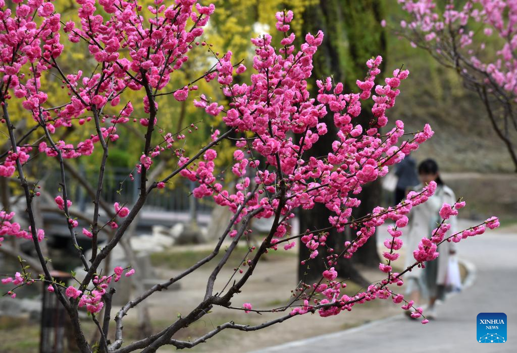 POTRET: Wisatawan kunjungi Taman Yuanmingyuan di Beijing-Image-2