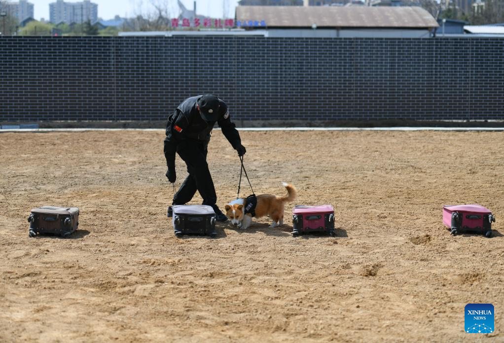 Anjing Polisi Jenis Corgi Pertama di China-Image-1