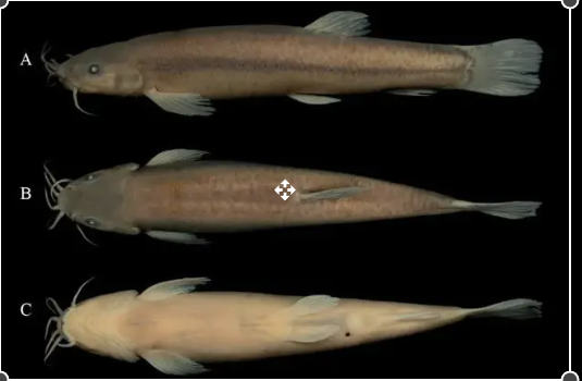 Spesies Ikan Baru Ditemukan di Gua Guangxi-Image-1