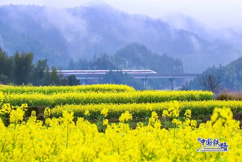 Hamparan Ladang Bunga Rapeseed Emas Hunan Yang Menakjubkan-Image-1