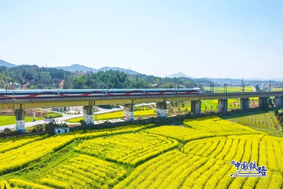 Hamparan Ladang Bunga Rapeseed Emas Hunan Yang Menakjubkan-Image-3