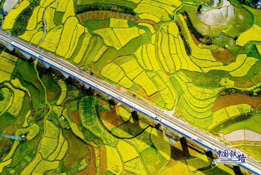 Hamparan Ladang Bunga Rapeseed Emas Hunan Yang Menakjubkan-Image-2