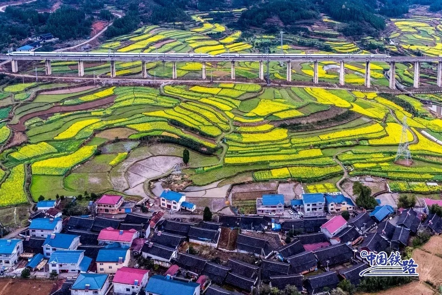 Hamparan Ladang Bunga Rapeseed Emas Hunan Yang Menakjubkan-Image-4