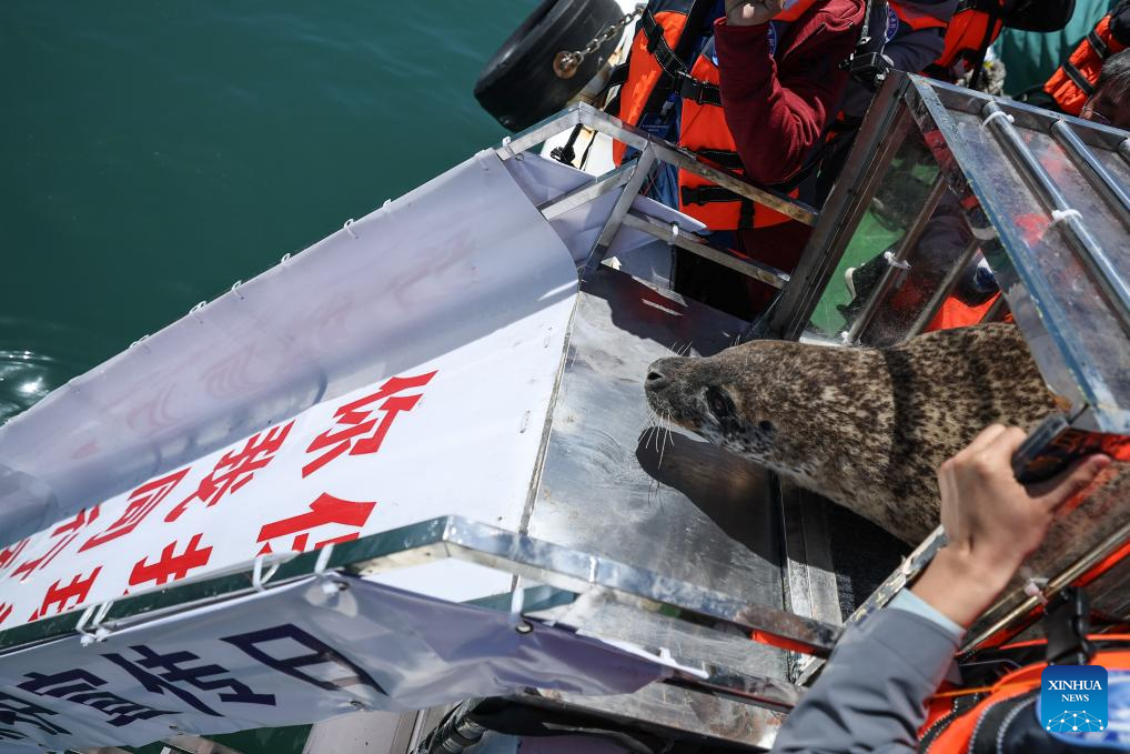 10 Anjing Laut Tutul Kembali ke Laut di Pantai Timur Laut China-Image-1