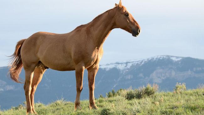 Shio 1 Mei 2024: Kerbau Harus Menerima Saran Dengan Rendah Hati-Image-1