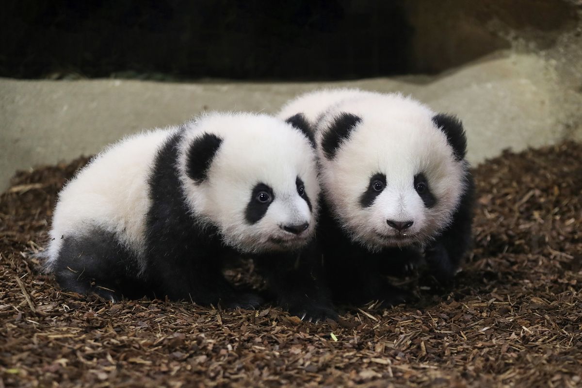 China Berecana Kirim 2 Panda Raksasa ke AS-Image-1