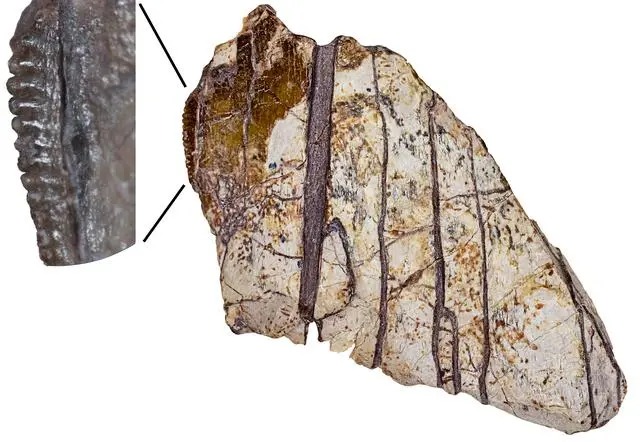 Fosil Gigi Dinosaurus di China Ungkap Hal Baru-Image-2