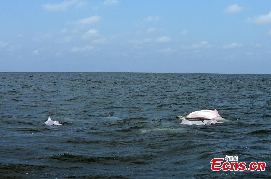 Indahnya Lumba-Lumba Putih di Teluk Leizhou, China-Image-1