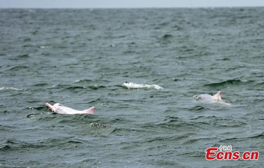Indahnya Lumba-Lumba Putih di Teluk Leizhou, China-Image-2