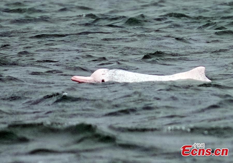 Indahnya Lumba-Lumba Putih di Teluk Leizhou, China-Image-4
