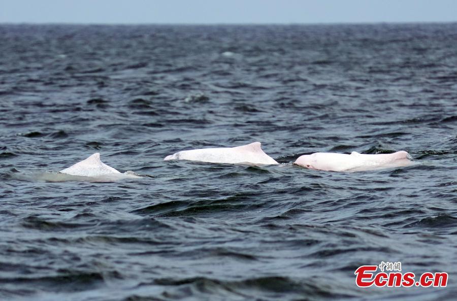 Indahnya Lumba-Lumba Putih di Teluk Leizhou, China-Image-6
