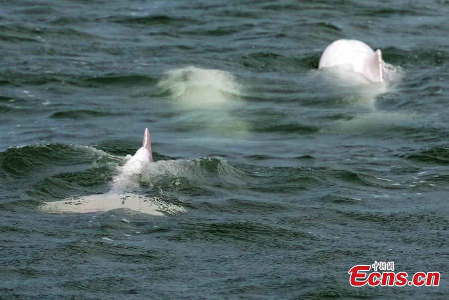 Indahnya Lumba-Lumba Putih di Teluk Leizhou, China-Image-5