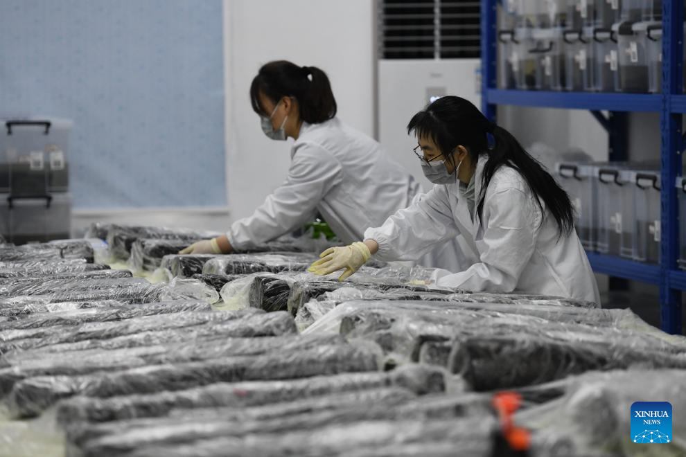 Penggalian Makam di Anhui China Hasilkan Penemuan Besar-Image-1
