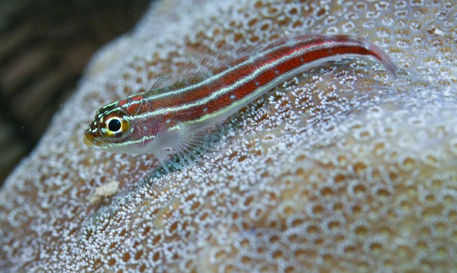 Mengunjungi peternakan laut Pulau Wuzhizhou, pelopor konservasi laut di China-Image-3