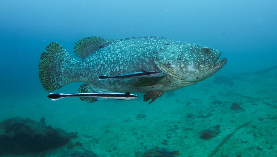 Mengunjungi peternakan laut Pulau Wuzhizhou, pelopor konservasi laut di China-Image-4