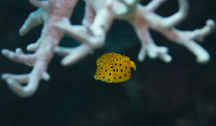 Mengunjungi peternakan laut Pulau Wuzhizhou, pelopor konservasi laut di China-Image-5