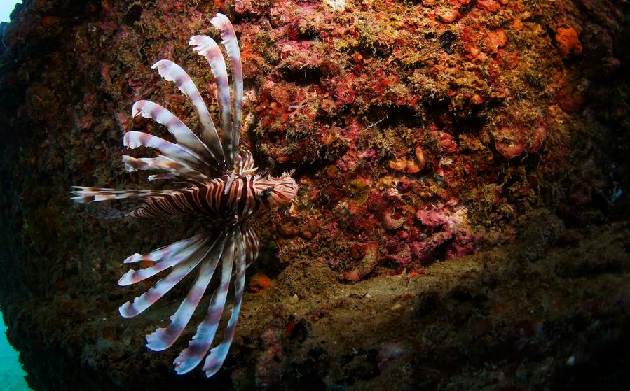 Mengunjungi peternakan laut Pulau Wuzhizhou, pelopor konservasi laut di China-Image-6