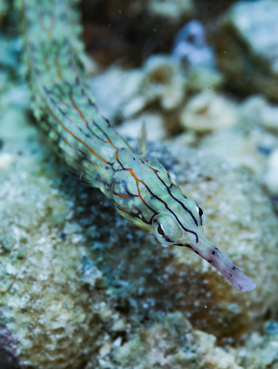 Mengunjungi peternakan laut Pulau Wuzhizhou, pelopor konservasi laut di China-Image-7
