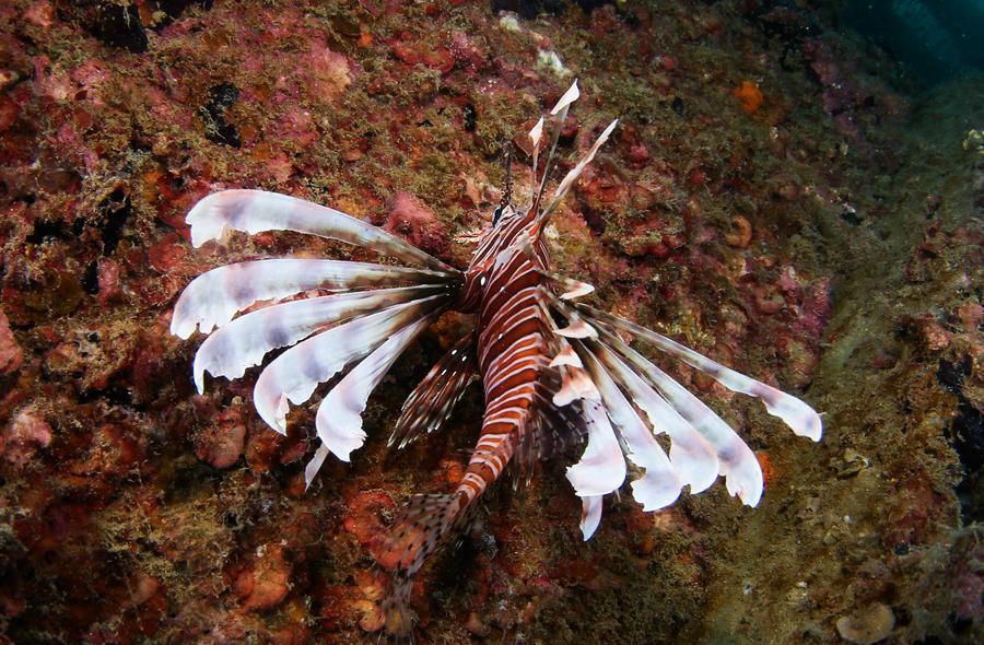 Mengunjungi peternakan laut Pulau Wuzhizhou, pelopor konservasi laut di China-Image-8