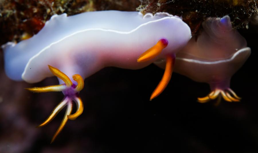 Mengunjungi peternakan laut Pulau Wuzhizhou, pelopor konservasi laut di China-Image-9