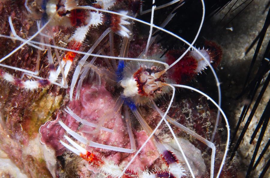 Mengunjungi peternakan laut Pulau Wuzhizhou, pelopor konservasi laut di China-Image-10