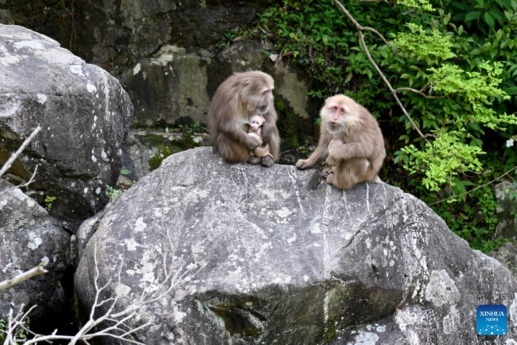 Ilmuwan Universitas Anhui Lindungi Primata Unik di Huangshan-Image-1
