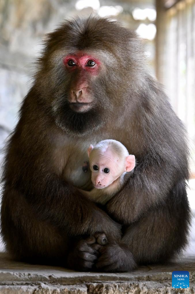 Ilmuwan Universitas Anhui Lindungi Primata Unik di Huangshan-Image-2
