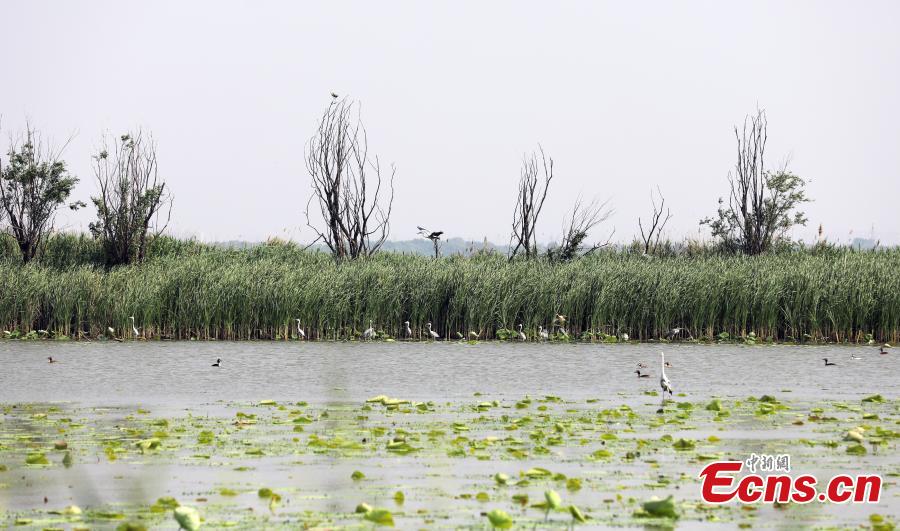 Potret : Pesona Lahan Basah Cagar Alam Nasional Beijing-Tianjin-Hebei-Image-1