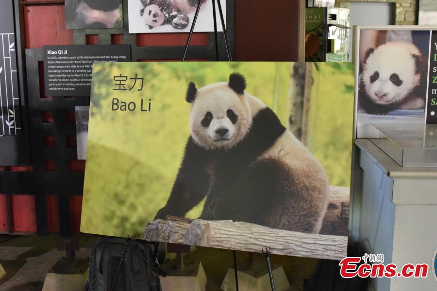 Kebun Binatang Washington Segera Terima Dua Panda Raksasa Tiongkok-Image-1