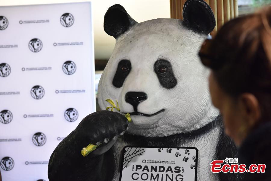 Kebun Binatang Washington Segera Terima Dua Panda Raksasa Tiongkok-Image-3