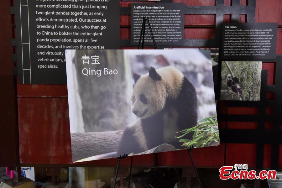 Kebun Binatang Washington Segera Terima Dua Panda Raksasa Tiongkok-Image-5