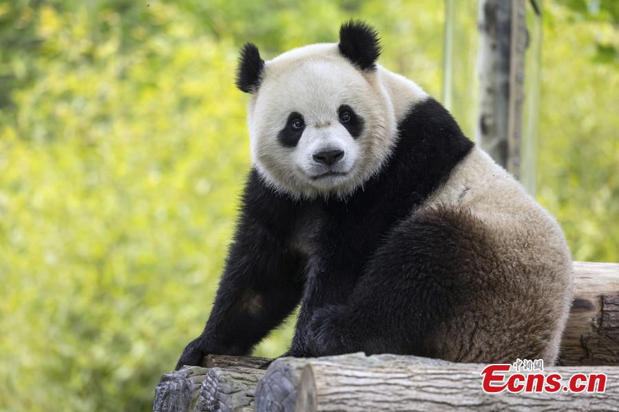 Kebun Binatang Washington Segera Terima Dua Panda Raksasa Tiongkok-Image-6