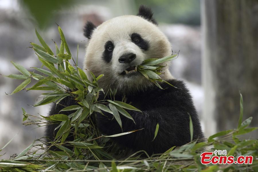 Kebun Binatang Washington Segera Terima Dua Panda Raksasa Tiongkok-Image-4