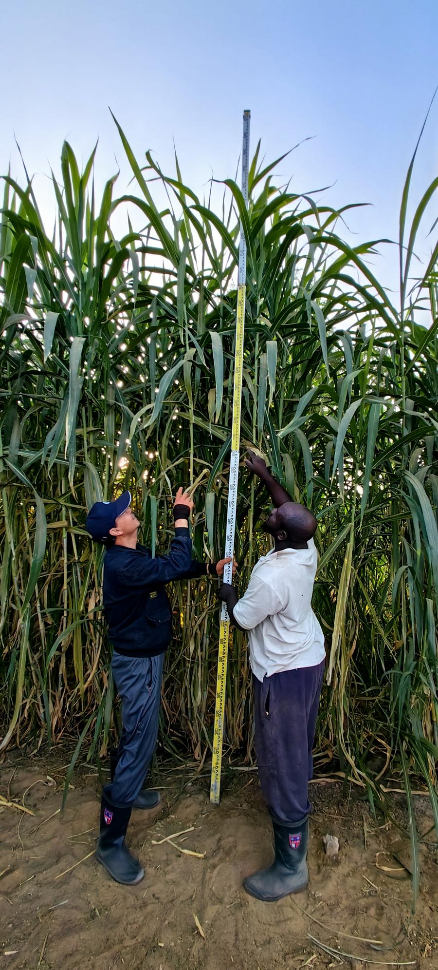 Proyek China ciptakan kemakmuran di Gurun Sahara-Image-1
