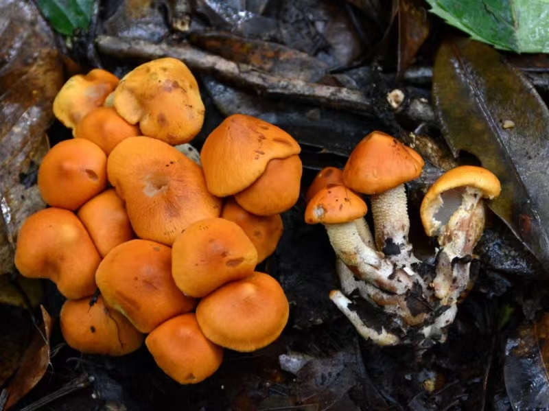 Peneliti temukan spesies jamur baru di Yunnan, China-Image-1
