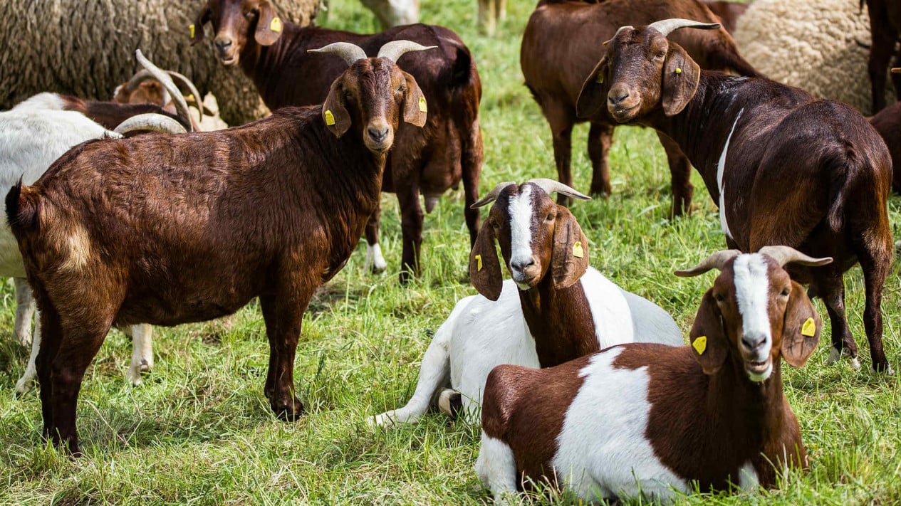 Shio 12 Juni 2024: Shio Kambing Lebih Sensitif-Image-1