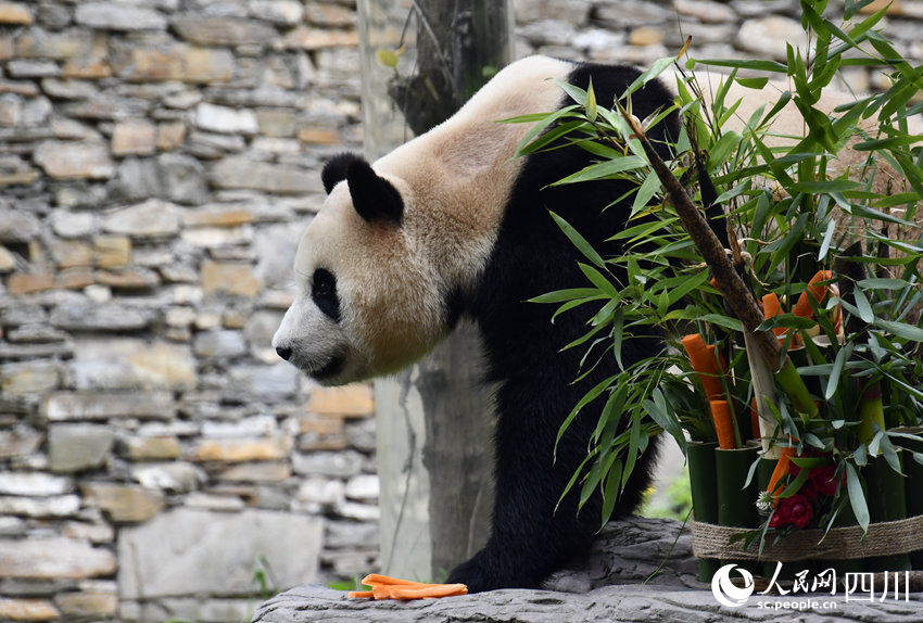 Potret : Panda Raksasa Fu Bao Bertemu Publik China-Image-2