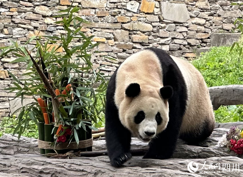 Potret : Panda Raksasa Fu Bao Bertemu Publik China-Image-3