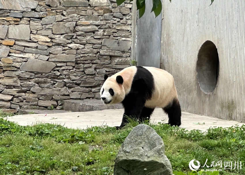 Potret : Panda Raksasa Fu Bao Bertemu Publik China-Image-4