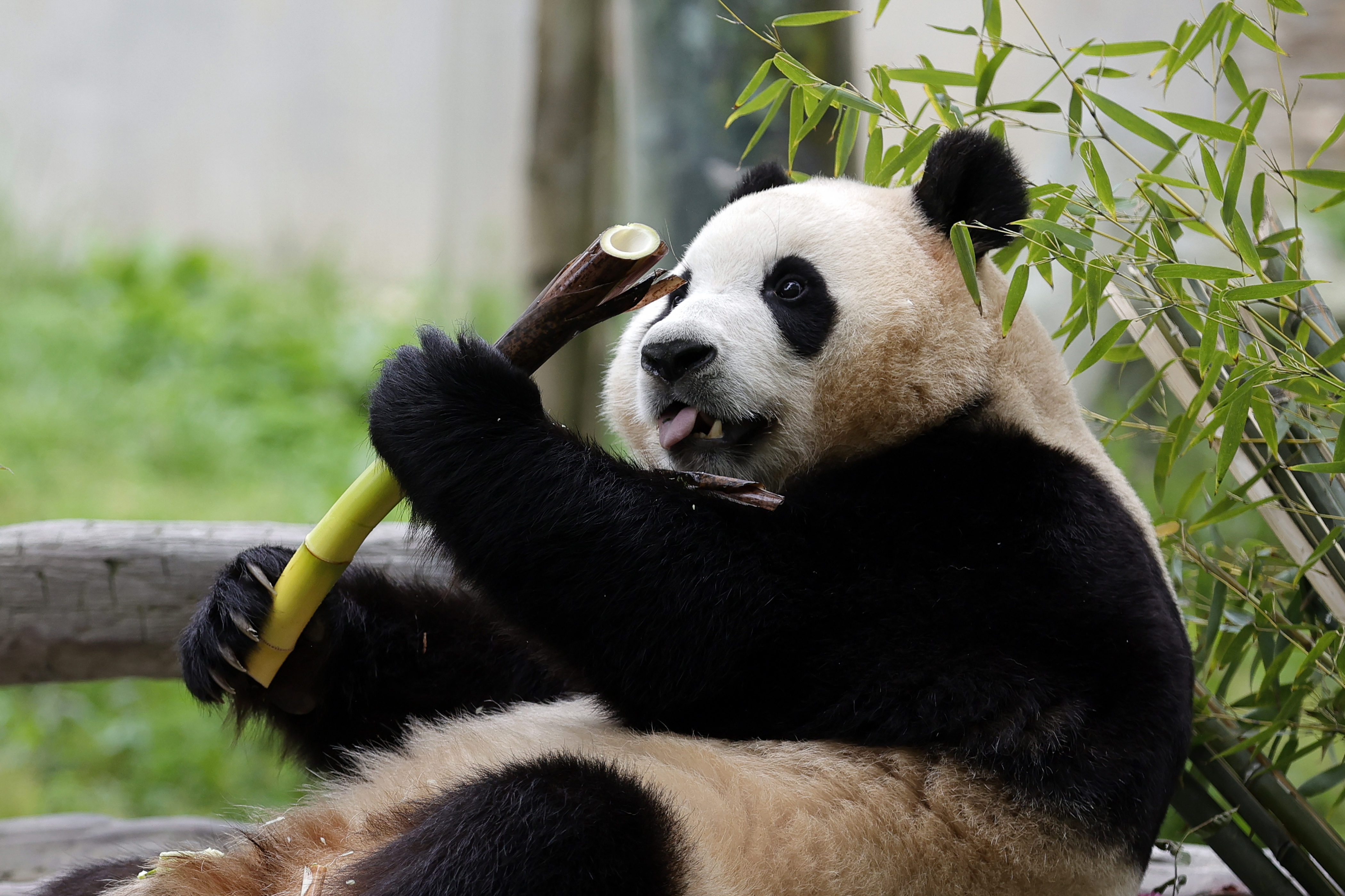 CHINA-SICHUAN-PANDA RAKSASA-FU BAO-MENYAPA PUBLIK-5-Image-1