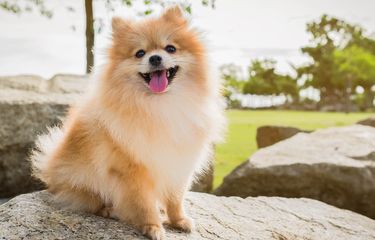 Shio 25 Juni 2024: Shio Anjing Wajah Cerah Penuh Senyuman-Image-1