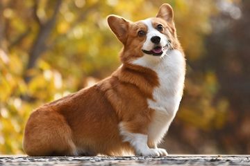 Shio 29 Juni 2024: Shio Anjing Lancar dan Penuh Percaya Diri-Image-1