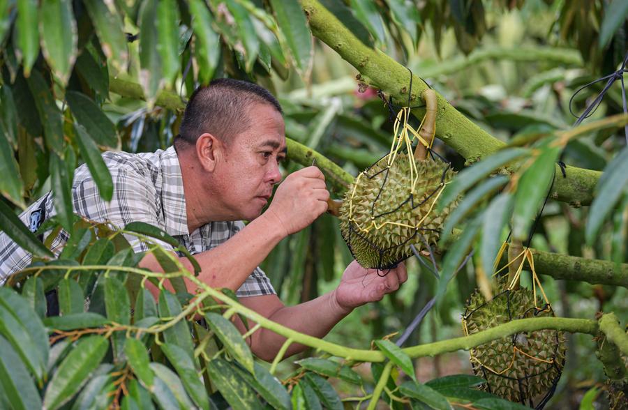 China dan anggota ASEAN bentuk aliansi inovasi iptek untuk durian-Image-1 China dan anggota ASEAN bentuk aliansi inovasi iptek untuk durian-Image-1