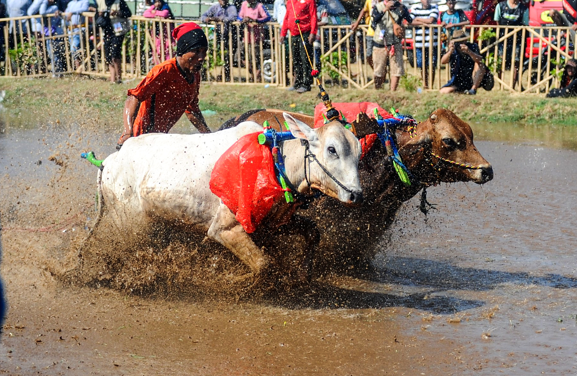 INDONESIA-PROBOLINGGO-KARAPAN SAPI BRUJUL-2-Image-1