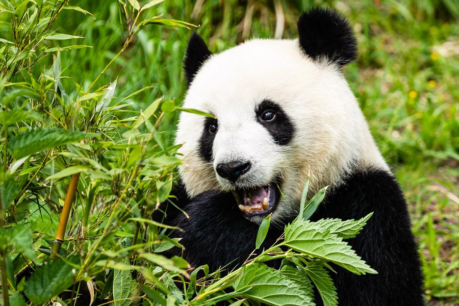 Panda raksasa Meng Meng dikonfirmasi hamil anak kembar di Kebun Binatang Berlin, Jerman-Image-1