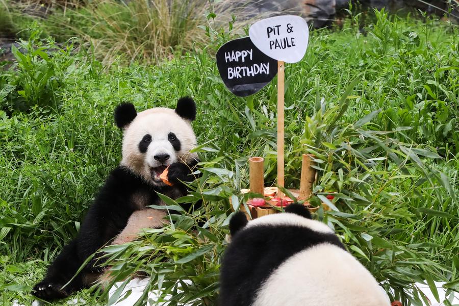 Panda raksasa Meng Meng dikonfirmasi hamil anak kembar di Kebun Binatang Berlin, Jerman-Image-2