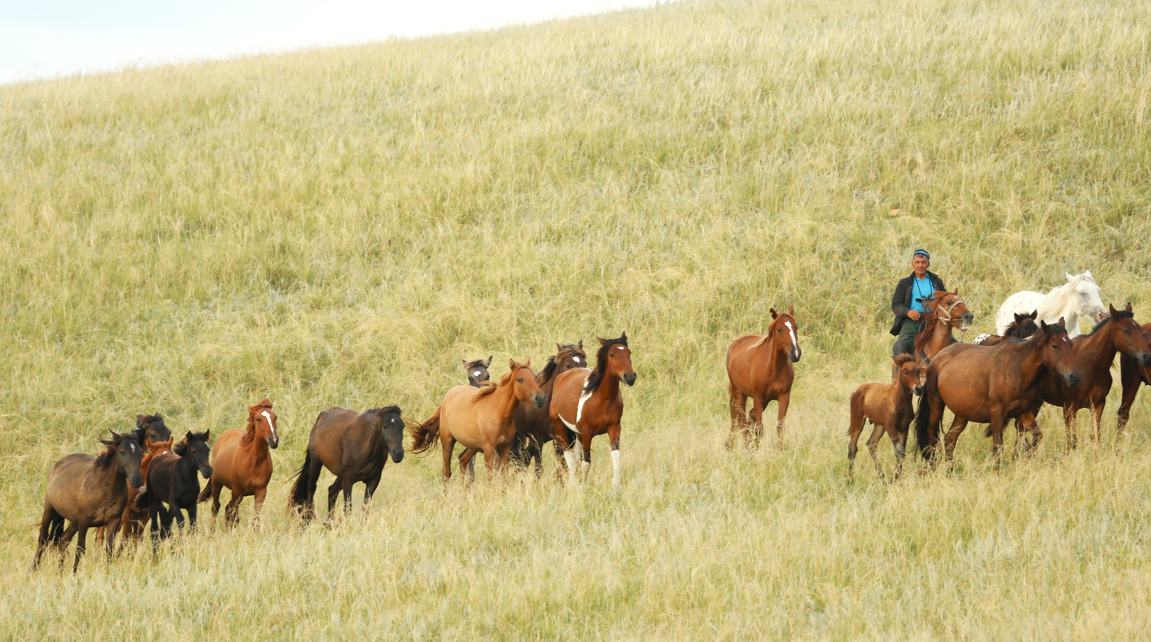 KAZAKHSTAN-AKMOLA-PENGGEMBALA-KEHIDUPAN SEHARI-HARI-1-Image-1