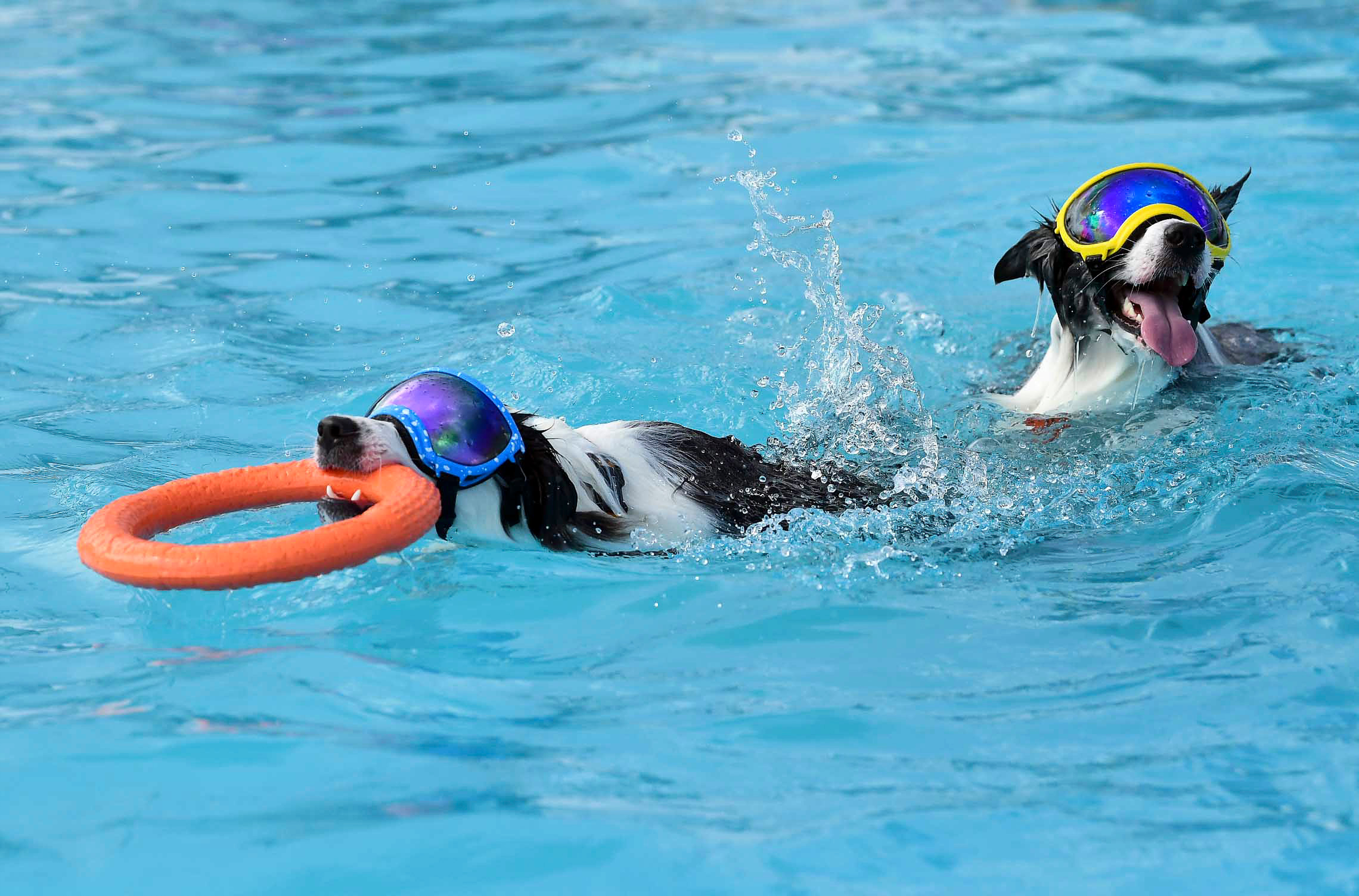 KOREA SELATAN-SEOUL-ANJING-KOLAM RENANG-1-Image-1